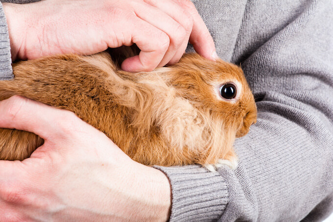 うさぎが死んだら飼い主がしてあげられること 後悔なく火葬 供養するには