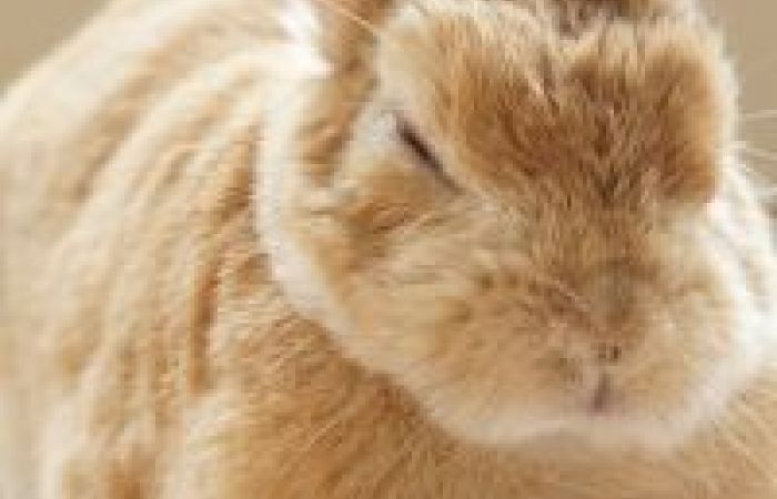 うさぎが死んだら飼い主がしてあげられること 後悔なく火葬 供養するには